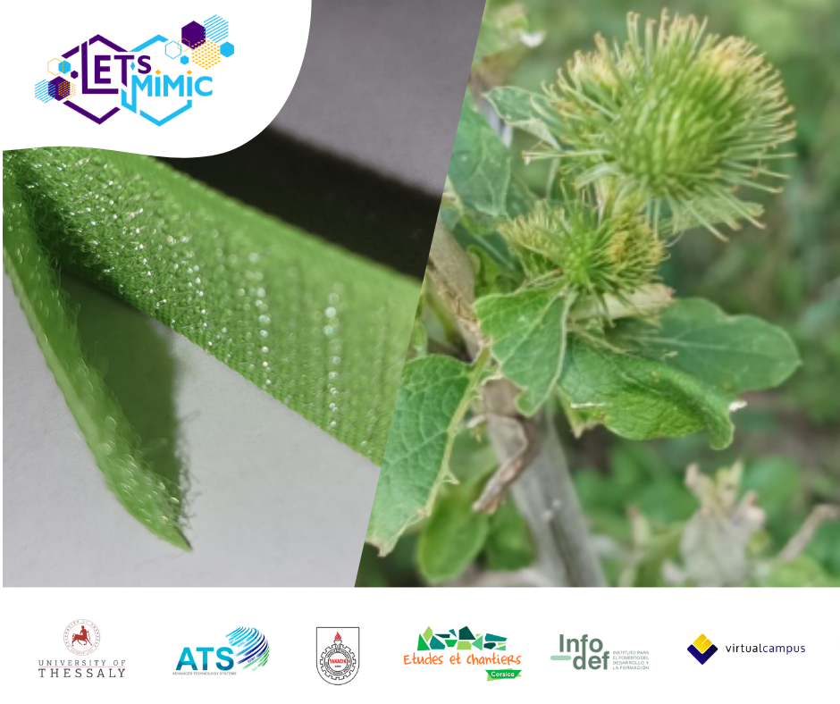 Nature’s genius: How a burdock inspired velcro!