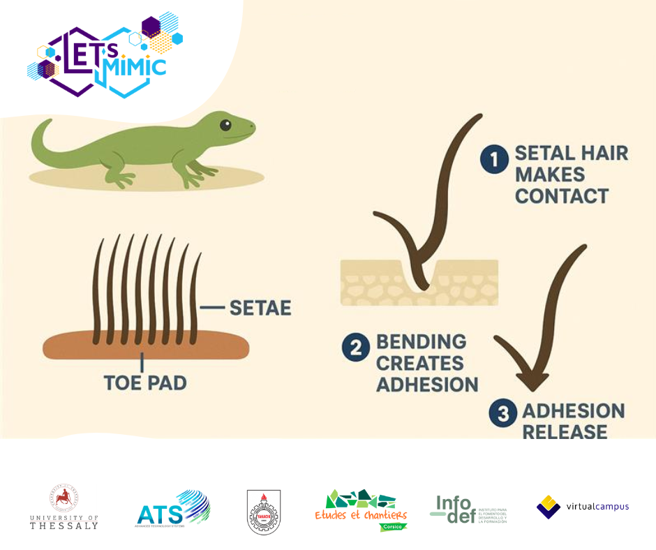 Gecko-Inspired Adhesives: How They Work!